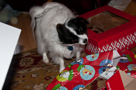 Christmas 2010